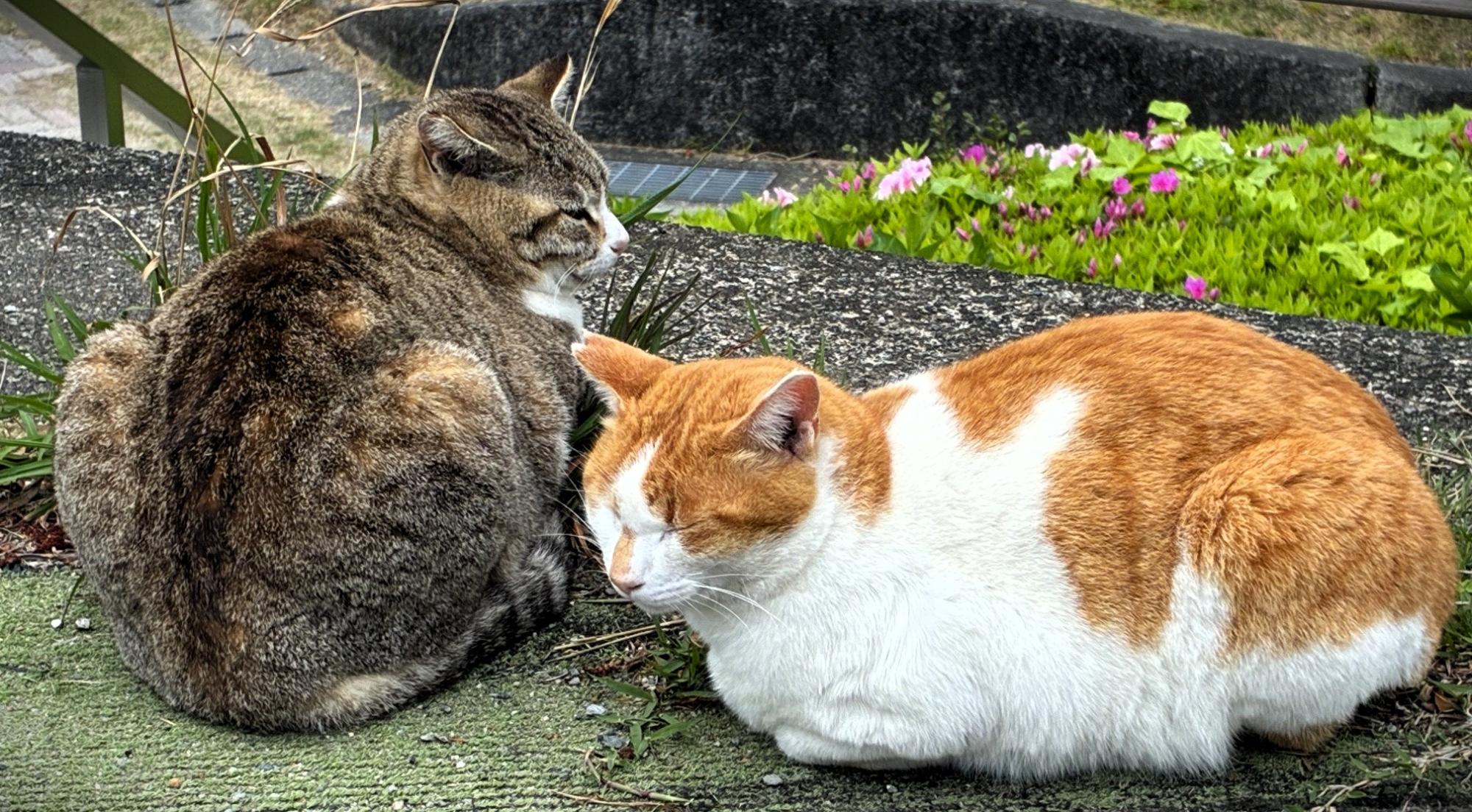 地域猫の画像