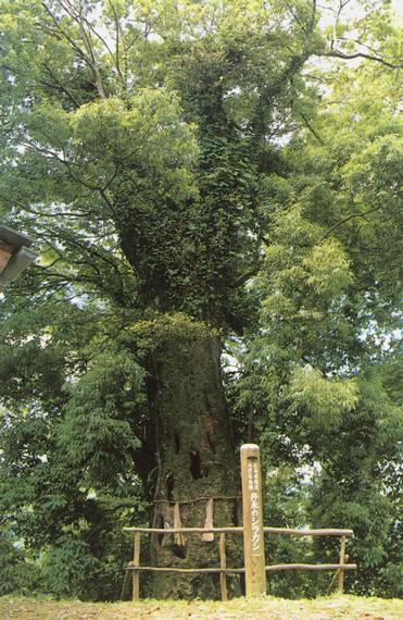 井永のシラカシの写真