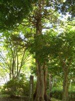 清芳園のビャクシンの写真