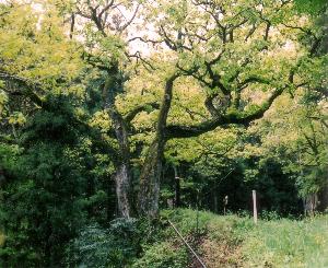 河井のナラガシワの写真