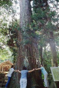 諸毛八幡神社の大スギの写真