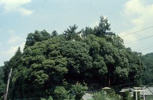 行縢八幡神社大木群の写真