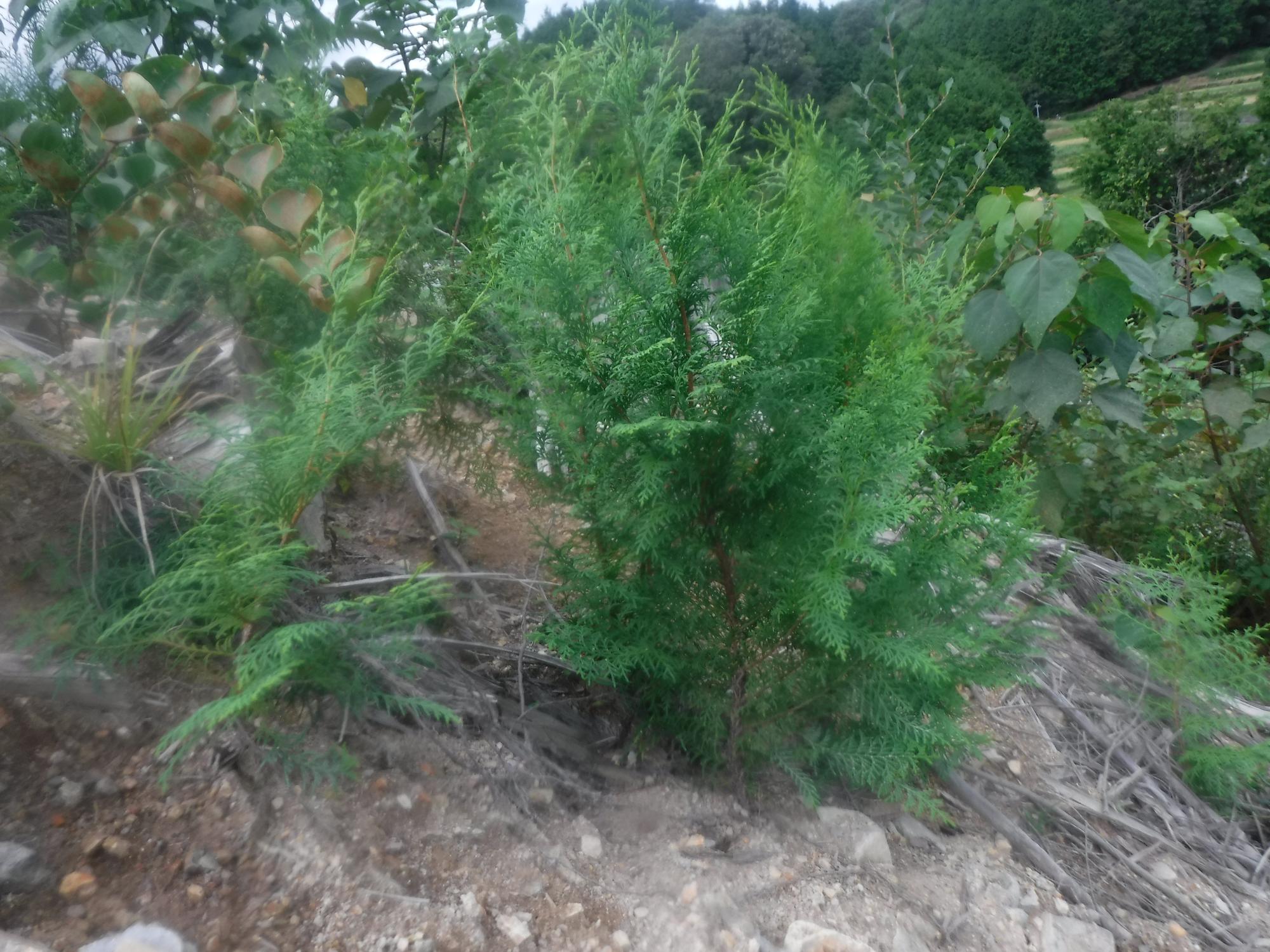ひのき苗木植栽6か月後